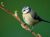 Blue Tit on Branch, Cornwall, UK