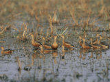 Indian Lesser Whistling Ducks Keoladeo Ghana Np, Bharatpur, Rajasthan, India