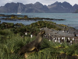 Adult Fur Seal in the Grass Tussock, Prion Island, South Georgia, 2007