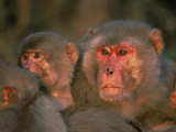 Rhesus Macaque Alpha Male with Juveniles, Keoladeo Ghana Np, Bharatpur, Rajasthan, India