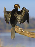 African Darter Preening Wings, Chobe National Park, Botswana
