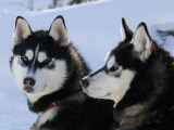 Siberian Husky Sled Dogs Pair in Snow, Northwest Territories, Canada March 2007