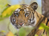 Tiger Face Portrait Amongst Foliage, Bandhavgarh National Park, India 2007