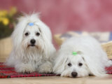 Buy Two Coton De Tulear Dogs Lying on a Rug at AllPosters.com