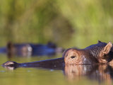 Hippopotamus Submerged in Water, Moremi Wildlife Reserve, Botswana