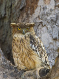 Brown Fish Owl Bandhavgarh National Park, India, 2007