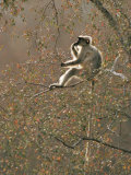 Contemplating Hanuman Langur Sitting in Tree, Kumbhalgarh Wildlife Sanctuary, Rajasthan, India