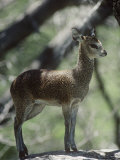 Klipspringer on Rock, Kruger Np, South Africa