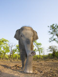 Asian Indian Elephant Bandhavgarh National Park, India. 2007