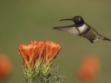 Black-Chinned Hummingbird Male in Flight Feeding on Claret Cup Cactus Hill Country, Texas, USA