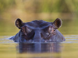 Hippopotamus, Moremi Wildlife Reserve, Botswana