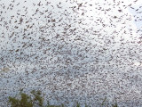 Cloud of Straw-Coloured Fruit Bats Flying over Daytime Roost, Kasanka National Park, Zambia, Africa