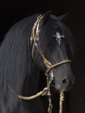 Black Peruvian Paso Stallion in Traditional Peruvian Bridle, Sante Fe, New Mexico, USA