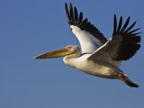 Great Eastern White Pelican Flying, Chobe National Park, Botswana