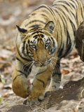 Tiger Stalking, Bandhavgarh National Park, India 2007