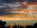 Cloud of Straw Coloured Fruit Bats Flying over Daytime Roost, Kasanka National Park, Zambia, Africa
