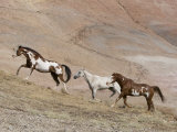Two Paint Horses and a Grey Quarter Horse Running Up Hill, Flitner Ranch, Shell, Wyoming, USA