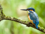 Common Kingfisher Perched on Mossy Branch, Hertfordshire, England, UK