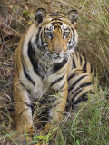 Tiger Sittingportrait, Bandhavgarh National Park, India 2007
