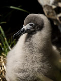 Buy Sooty Albatross Chick Near Grytviken, South Georgia, February 2007 at AllPosters.com