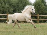 Palomino Welsh Pony Stallion Galloping in Paddock, Fort Collins, Colorado, USA