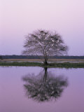 Keoladeo Ghana Np, Bharatpur, Rajasthan, India, with Egrets Roosting in Tree