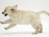 Golden Retriever Puppy, 9 Weeks Old, Running