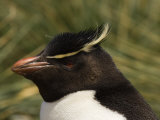 Buy Adult Rockhopper Penguin, Cape Bougainville, Falkland Islands, January 2007 at AllPosters.com
