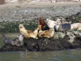 Californian Sealions Waking Up on Rocks in San Francisco Bay, California, USA