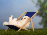 Buy Coton De Tulear Puppy, 6 Weeks, Lying in a Deckchair at AllPosters.com