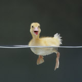 Duckling Swimming on Water Surface, UK