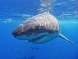 Great White Shark Underwater, Guadalupe Island, Mexico