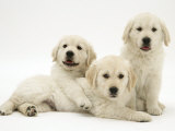 Three Golden Retriever Pups