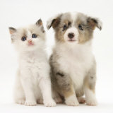 Birman-Cross Kitten Sitting with Blue Merle Shetland Sheepdog Pup