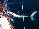 Buy Humpback Whale Playing Alongside Sy "Adele" in the Gerlache Strait, Antarctica, January 2007 at AllPosters.com