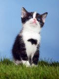 Buy Domestic Kitten Sitting and Looking Up at AllPosters.com