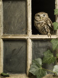 Little Owl in Window of Derelict Building, UK, January