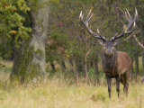 Red Deer Stag with Vegetation on Antlers During Rut, Dyrehaven, Denmark