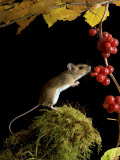 Wood Mouse Investigating Black Bryony Berries, UK