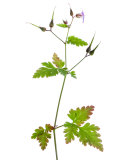 Herb Robert Scotland, UK
