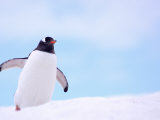 Gentoo Penguin on Snowline, Antarctica