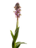 Buy Giant Orchid in Flower Spain at AllPosters.com