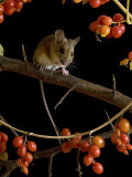 Wood Mouse on Blackthorn with Black Bryony Berries, UK
