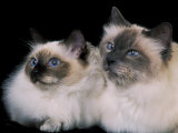 Two Birman Cats Showing Deep Blue Eyes