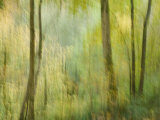 Impression of an Autumn Forest, North Lanarkshire, Scotland, UK, 2007