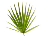 Buy Palmito Dwarf Fan Palm Spain at AllPosters.com