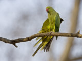 Rose Ringed Ring-Necked Parakeet Stretching Wing, Ranthambhore Np, Rajasthan, India
