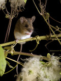 Wood Mouse Among Seeds of Wild Clematis, UK