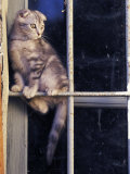 Scottish Fold Cat Balanced on Window Bar, Italy Premium Poster