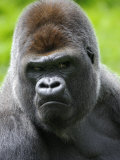 Head Portrait of Male Silverback Western Lowland Gorilla Captive, France
